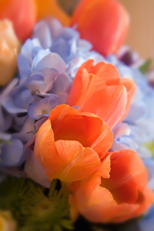 annettes-flowers-1-of-1